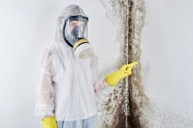 Best Mold Damage Restoration in St Matthews, SC